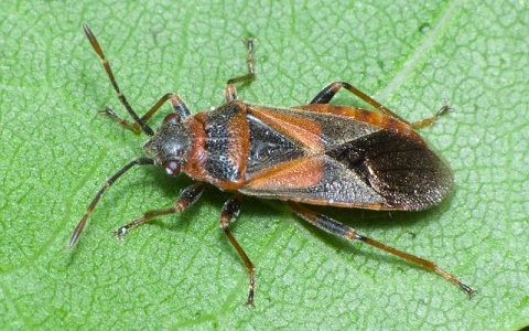 Arocatus melanocephalus